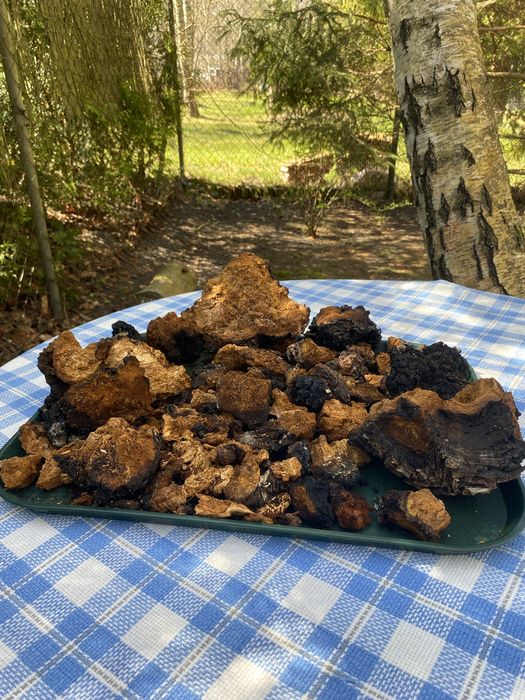 Wrośniak,Chaga,Białoporek,Pniarek.0,7 kg
