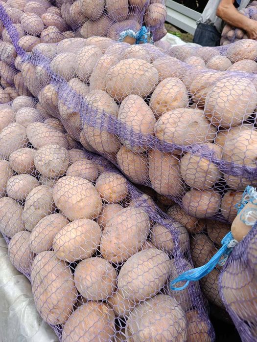 Картопля велика та насінна оптом доставка