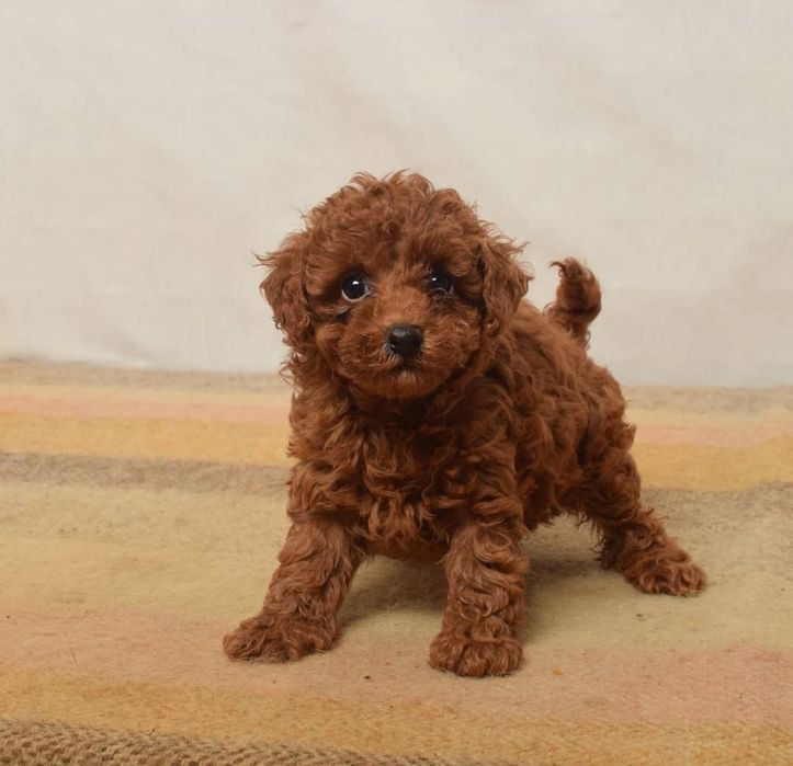 Малиш той пудель; Ред браун !