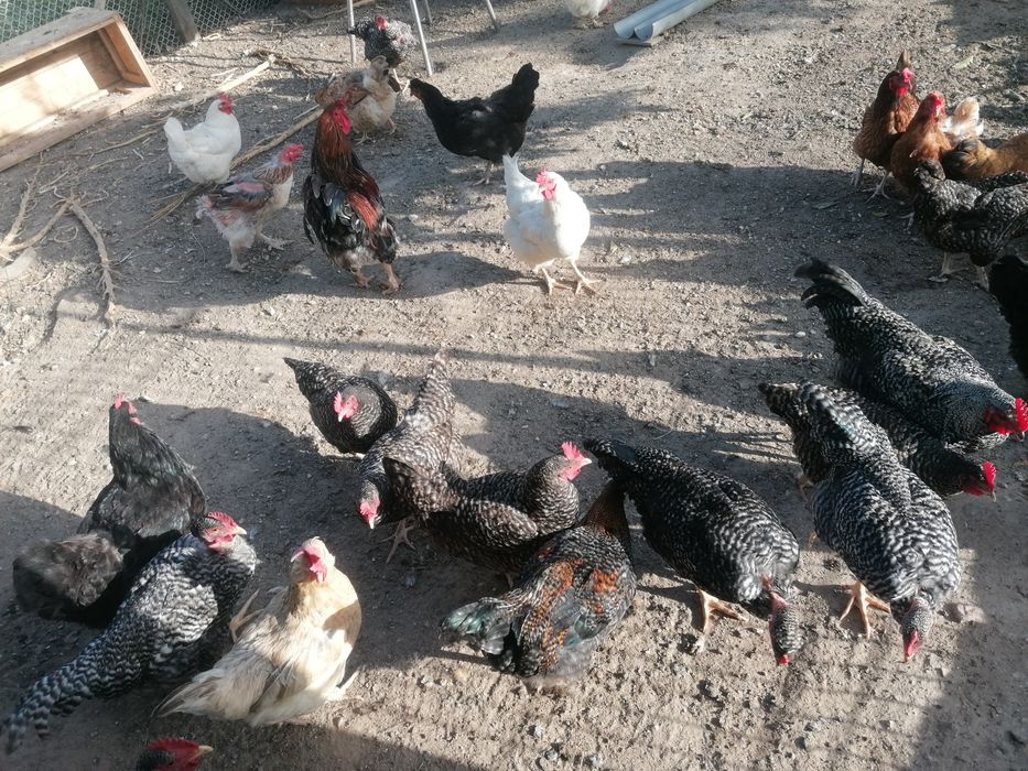 Galinhas E galos para diminuir o efectivo cá de casa..