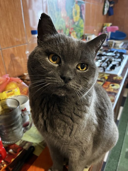 Подарю котят британцев