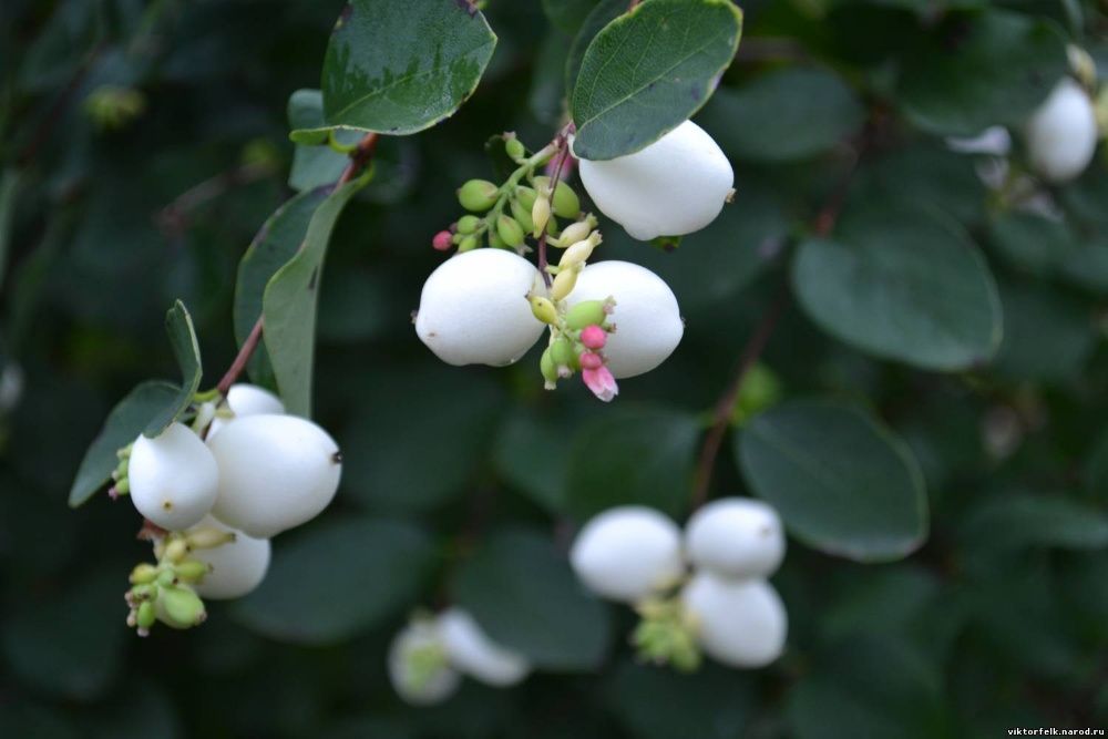 Снежноягодник, кустарник для затенённых мест
