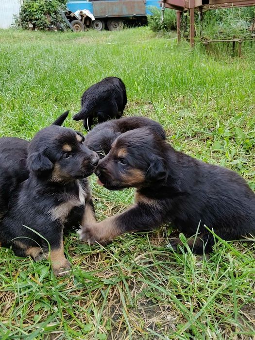 Oddam pieski w dobre ręce ZA DARMO!