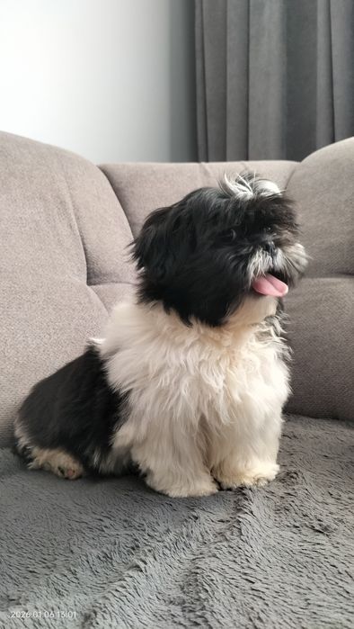 Shih Tzu piesek czarno biały