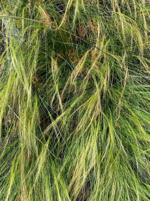 Trawa ozdobna - Stipa 'Pony Tails'