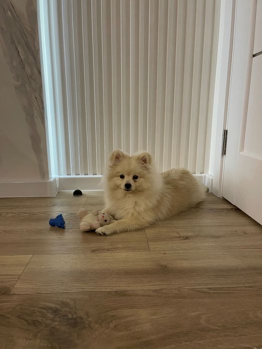 Злучка померанського шпіца