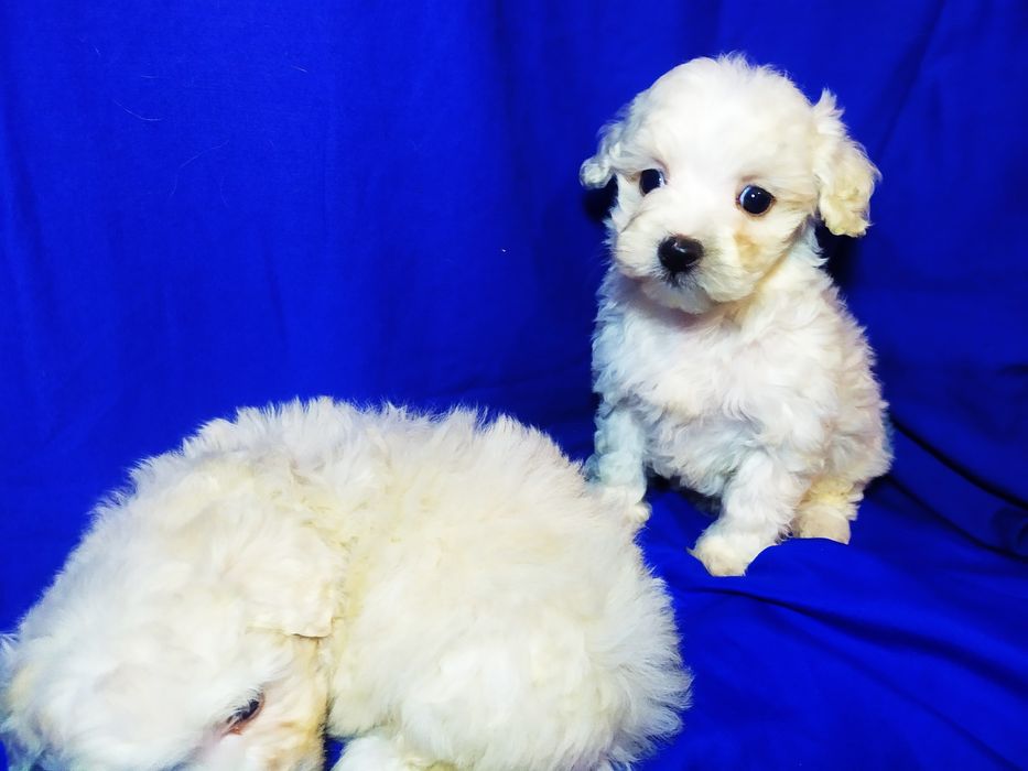 Мальтіпу міні F1 , тікап, мальтезе, той пудель,