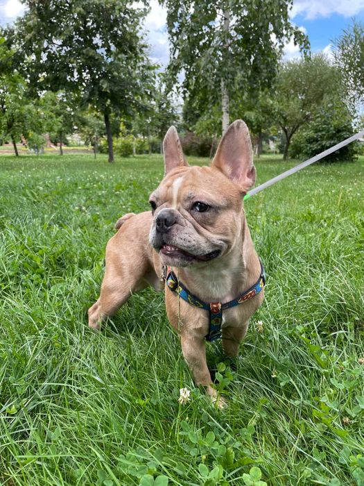 Французький красень шукає наречену