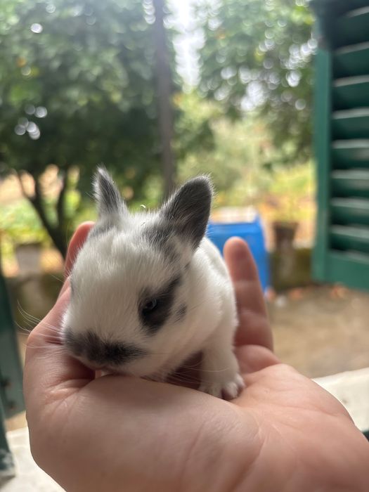 Coelho bebé lindo e dócil