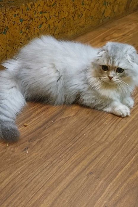 Хайленд фолд, шотландский котенок из питомника