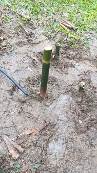 Mudas de Bambu gigante