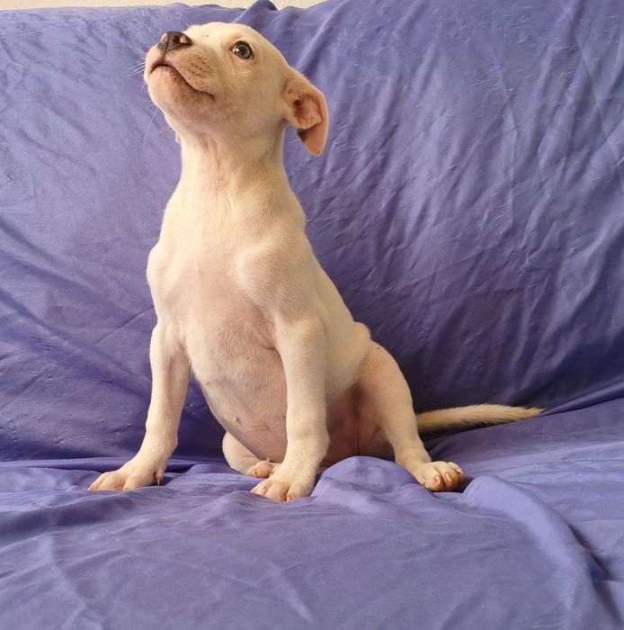 Fêmea American Staffordshire Terrier