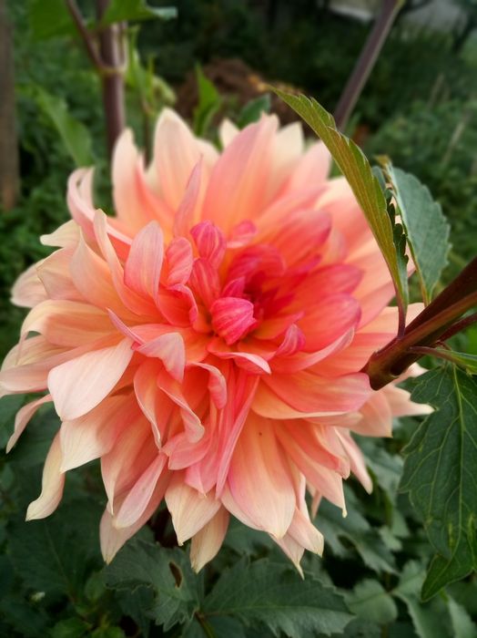 Жоржини георгіни