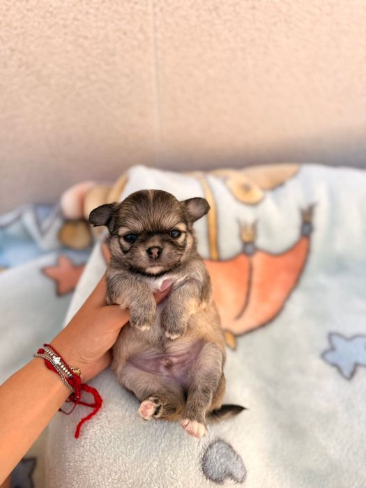 Chihuahua machinho pêlo comprido
