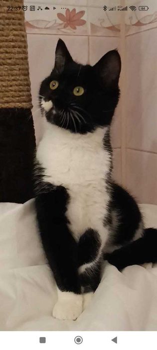 Котики котята в добрые руки