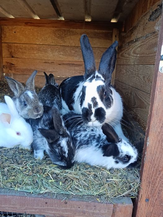 Króliki samce samice