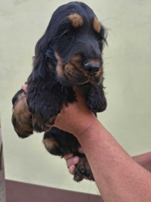 cocker spaniel angielski suczka