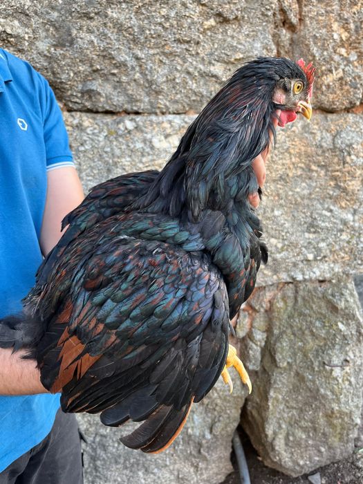 Galos Barnevelder