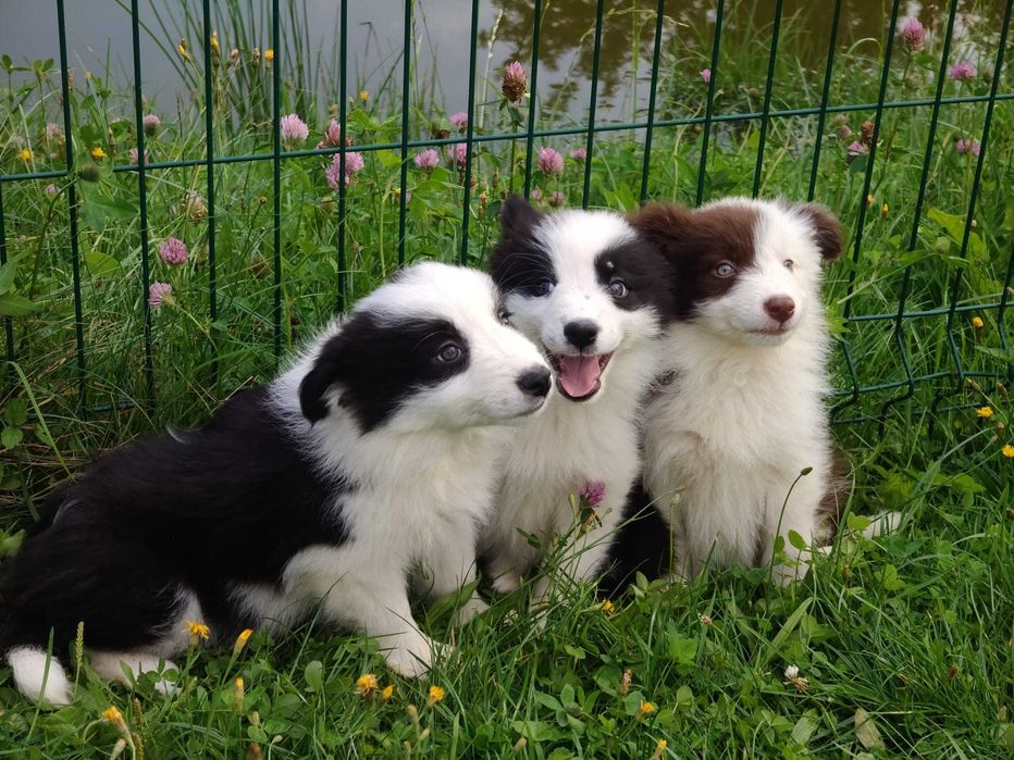 Szczeniak Suczka Border Collie