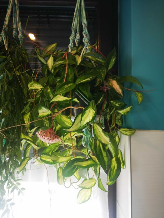 Hoya carnosa  exotica