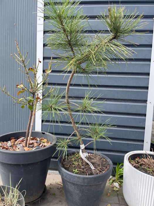 Pinus  nigra goldfingers 115 cm