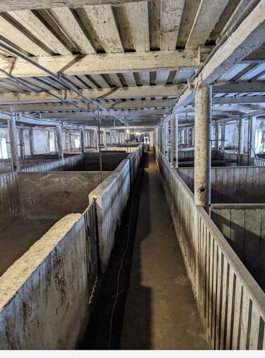 Свиноферма 2200 м2