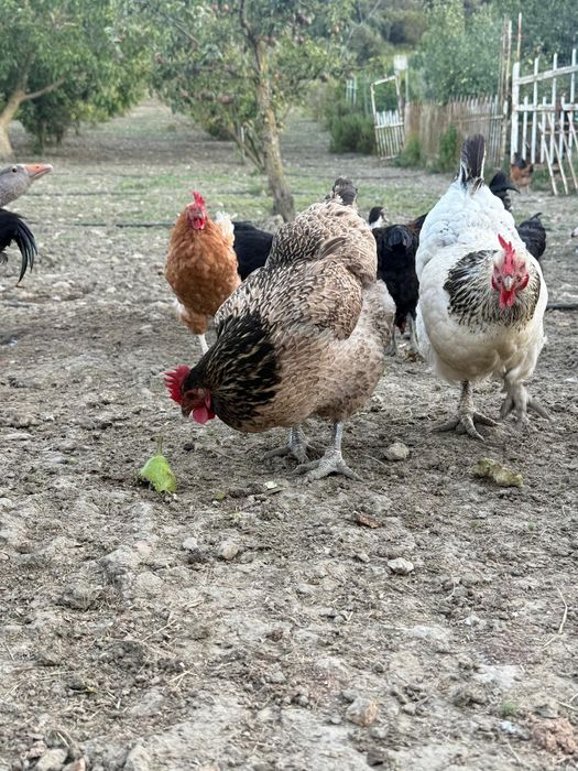 Galos galinhas frangos pintos patos gansos