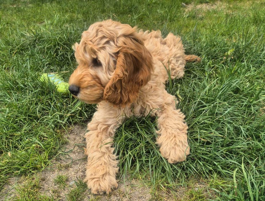 Cockapoo szczeniak, sliczny z rodowodem