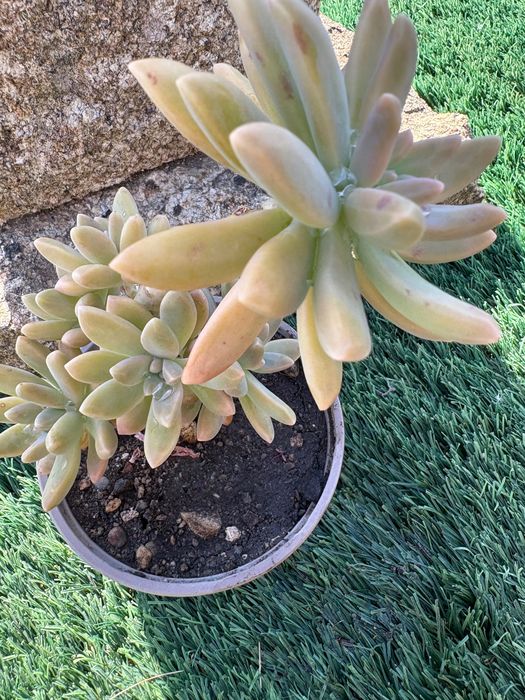 Suculentas Graptosedums  1€