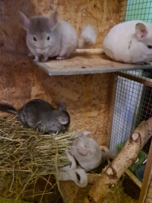 Szynszyle różne kolory