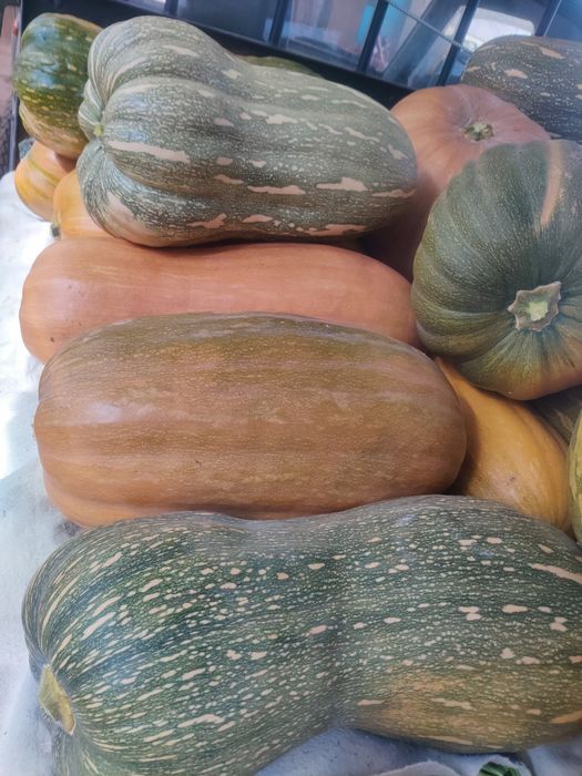 Abóbora meninas avulso