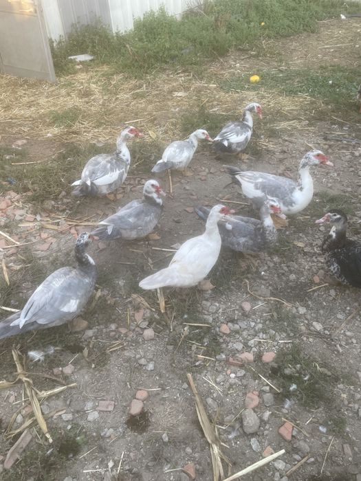 Patos mudos cor lavanda