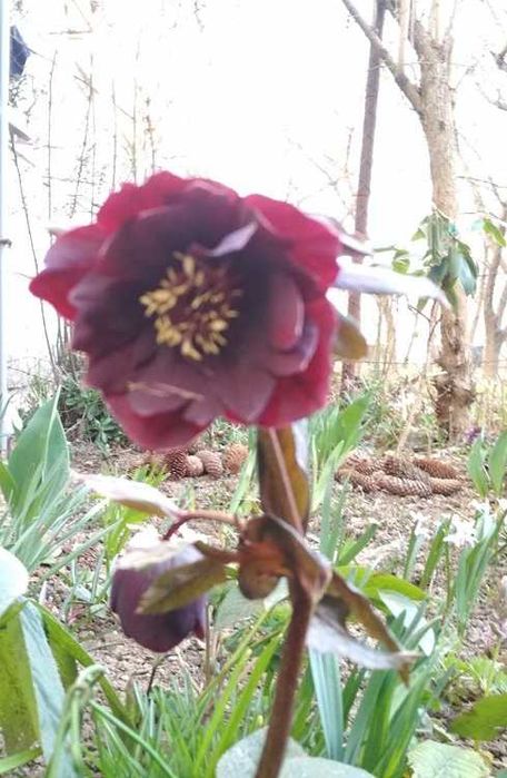 Морозник -Чемерник