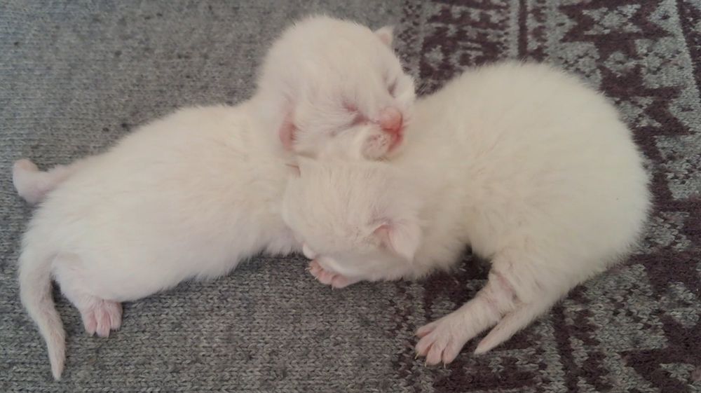 Невська маскарадна новонароджені кошенята. Бронь.