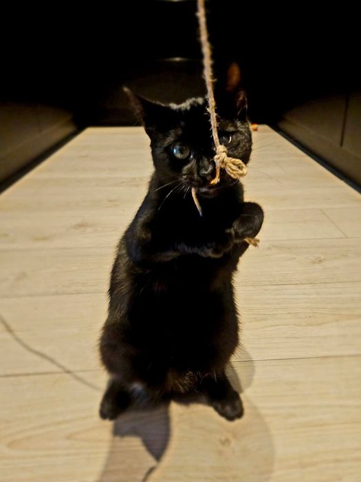 Choć niedowidzący Mambo miał pecha, to przynosi szczęście.