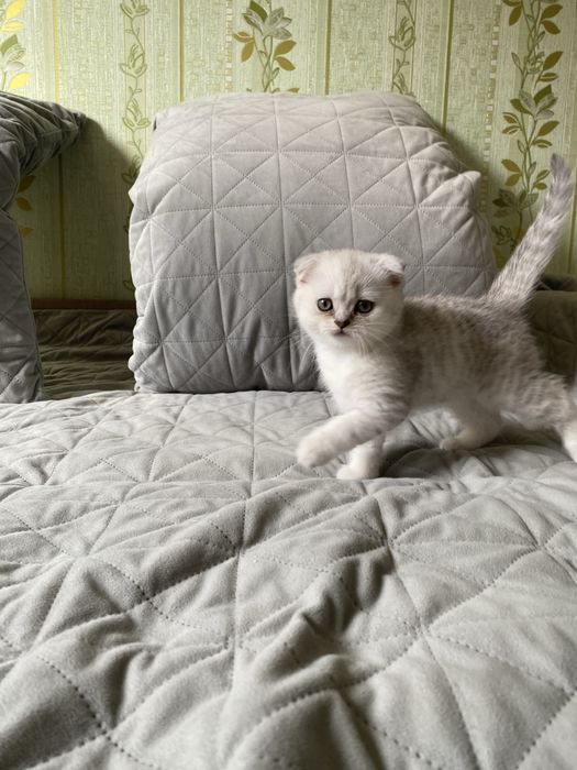 Котята шотландские вислоухие