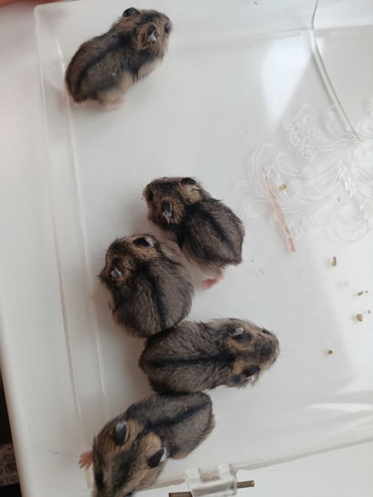 Хом'ячки джунгарики