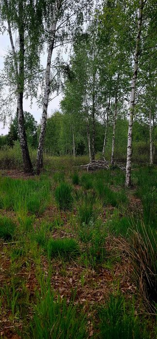 Działka rolno-budowlana 8000 m 55 km od Warszawy