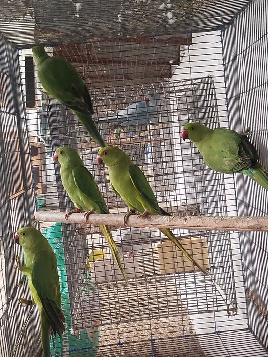 Ring necks verdes