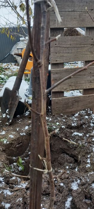 Магнолия Суланжа