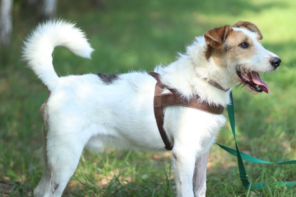 Uroczy Bazylek, guru sprytu i śmiałości, czeka na psijaciela