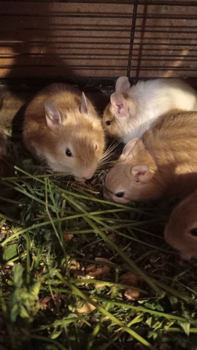 Бомбезне забарвлення  мишок чілійських