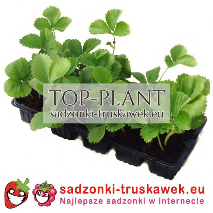 Sadzonki Truskawek DARSELECT i inne od PRODUCENTA! Francuski gigant!