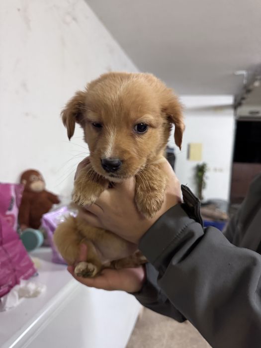 Bebés porte pequeno/médio