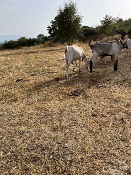 Cabras alpinas e xanen