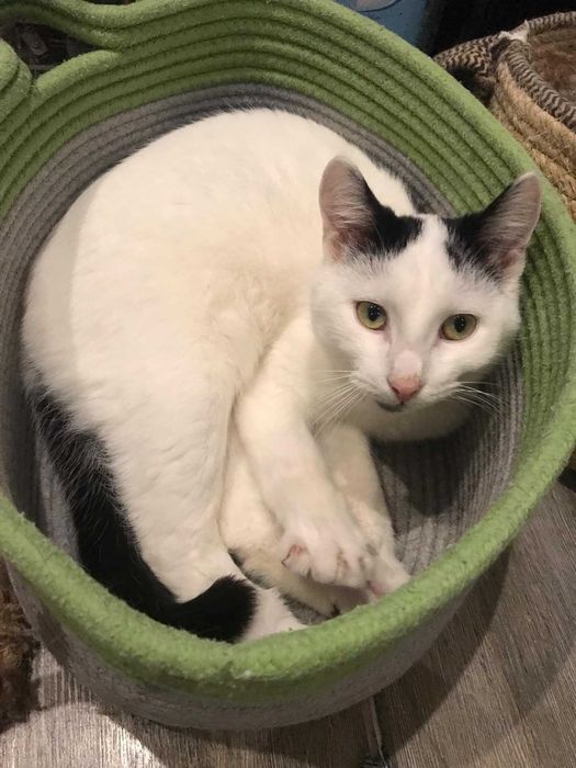 Uroczy Mango szuka super domku