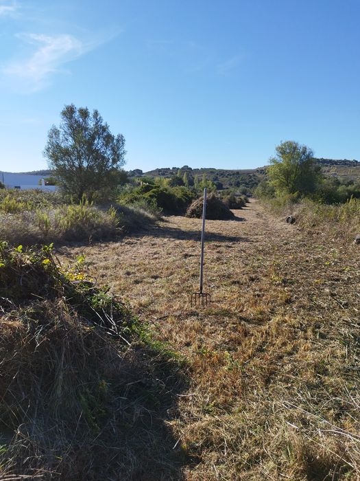 Limpeza e manutenção de jardins