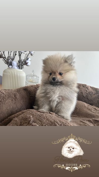 Fantastyczne Szczeniaki  Pomeranian Szpic Miniaturowy Miś
