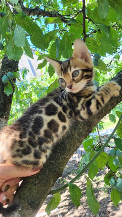 Бенгалы от клубных родителей