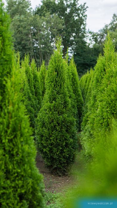 Thuja Szmaragd 220-240 cm